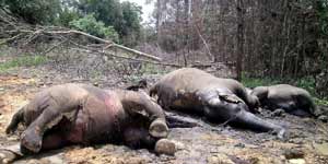 Eleftantes envenenados en Sumatra (Efe).