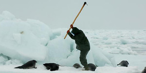 Los cazadores matan a las focas a golpes.
