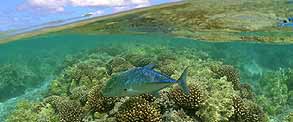 Reserva Hawai peces