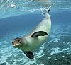 Reserva Hawai foca