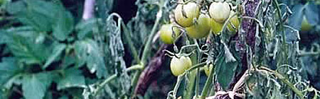 Planta de Tomate