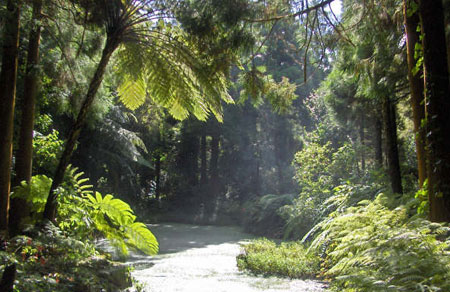 La Reserva Forestal das Sete Fontes... Azores