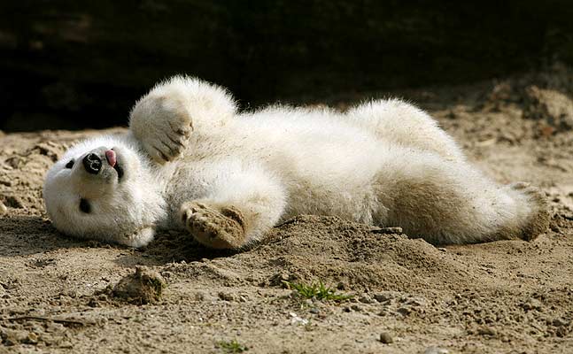 Osito polar Knut