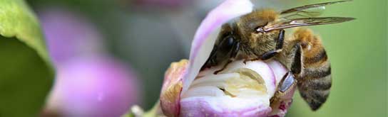 Las abejas son las responsables de la polinización de un gran número de flores (Foto: Reuters)