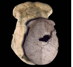 Cráneo de Homo erectus (NATURE).