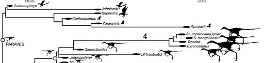 Esquema de evolución dinosaurios-aves  (SCIENCE)