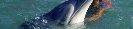 El delfín 'Moko' juega con una de sus cuidadoras. (FOTO: stuff.co.nz )