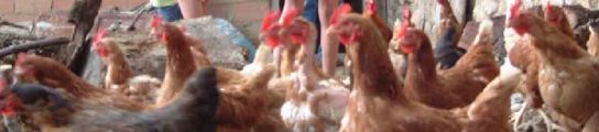 Grupo de gallinas en una granja. (ARCHIVO)