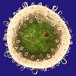 Virus hepatitis B 150x150