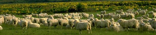 Está prohibido que las ovejas pasten en el Campo Militar de Chinchilla