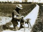 Perro mensajero brit&aacute;nico en Francia en mayo de 1918. La exposici&oacute;n 'Dogs of the First World War' ('Perros de la I Guerra Mundial'), se acerca a la I Guerra Mundial a partir del papel que jugaron en ella los perros, como acompa&ntilde;antes y en la contienda