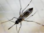 Mosquito aedes hembra, dengue
