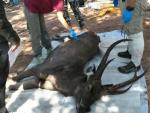 Hallan muerto a un ciervo con siete kilos de basura en su est&oacute;mago.