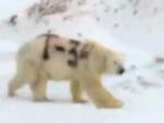 El oso polar con las letras &quot;T-34&quot; escritas en el lomo.