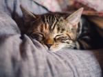 Imagen de archivo de un gato durmiendo.