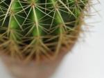 Un cactus en una maceta.