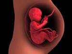 La placenta baja o previa suele aparecer en el tercer trimestre de gestaci&oacute;n.