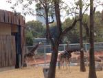 El espacio para las jirafas del Zoo de Barcelona, en una imagen de archivo.
