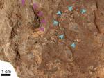 F&oacute;siles de huevo de dinosaurio indicados por las flechas encontrados en Hyogo