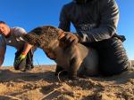 Un equipo de conservaci&oacute;n natural en Namibia encontr&oacute; a una manada de leones marinos en una de las playas del pa&iacute;s africano, pero cuando dirigieron su mirada a uno de los cachorros, vieron que algo no andaba bien. El peque&ntilde;o ten&iacute;a una cuerda de pesca enredada en su hocico.