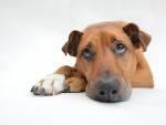 La otitis en los perros puede hacer que est&eacute;n m&aacute;s ap&aacute;ticos a causa de la fiebre.