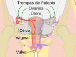 Dibujo esquem&aacute;tico de los &oacute;rganos reproductores femeninos.