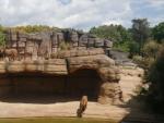 El nuevo espacio de la sabana del Sahel para los leones en el Zoo de Barcelona