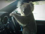 Un koala causa un accidente en cadena entre seis coches en una avenida australiana.