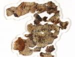 Nuevo fragmento de Manuscrito del Mar Muerto.