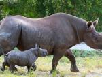 Una cr&iacute;a de rinoceronte negro nacida en el zool&oacute;gico de Miami (Florida, EE UU), con su madre.