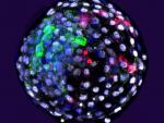 Imagen de un blastocisto, fase temprana del embri&oacute;n, h&iacute;brido de humano y mono.