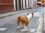 Perro abandonado en una calle c&eacute;ntrica de Sevilla.