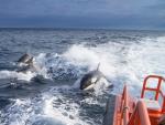 Salvamento Mar&iacute;timo asiste a un velero que perdi&oacute; el tim&oacute;n en Barbate tras un encontronazo con orcas