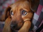 Los perros pasan por varios periodos en los que sin especialmente sensibles al miedo