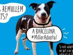 Uno de los carteles de la campaña que ha lanzado el Ayuntamiento de Barcelona para promover la adopción de animales.