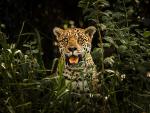 Un jaguar en la reserva de Pantanal, en Mato Grosso, Brasil.