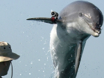 Un delfín militar.