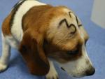 Un cachorro de Beagle usado para una investigaci&oacute;n en una imagen de archivo.