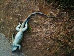 Iguana congelada en el suelo.