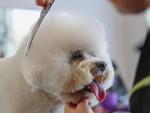 Un perro en una peluquer&iacute;a canina.
