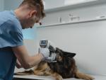 Veterinario examinando los ojos de un perro.