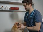 Veterinario examinando a un perro.