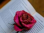 En la festividad de Sant Jordi es tradicional acompa&ntilde;ar el libro que se regala con una rosa.