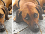 Foto comparativa del m&uacute;sculo que permite a los perros arquear las cejas.