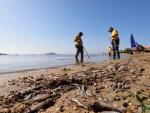 Operarios retiran del mar los peces muertos en las playas del Mar Menor en Murcia.