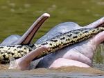 Dos delfines de r&iacute;o atacando a una anaconda.