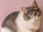 Lady Bug, una gata muy tranquila que busca hogar. Si quieres adoptarla contacta con adopciones@madridfelina.com.
