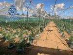 La Polic&iacute;a Nacional Desmantela Tres Invernaderos Destinados Al Cultivo De Cannabis Sativa Con Unas 20.000 Plantas
