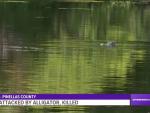 Un caim&aacute;n en el lago de Florida en el que ha sido hallado el cuerpo mutilado de un hombre.