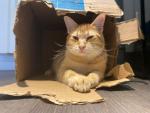 Un gato en una caja